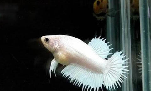 夜釣魚不開口怎么辦