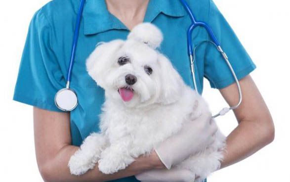 怎么判斷幼犬是否吃飽