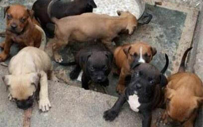 惠比特犬和靈緹的區別
