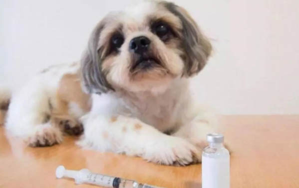 為什么狗狗的眼睛渾濁