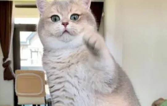 新手如何正確飼養金漸層