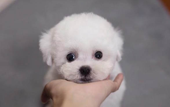 比熊犬價格多少錢一只