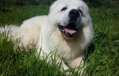 大白熊犬可以長(zhǎng)多大