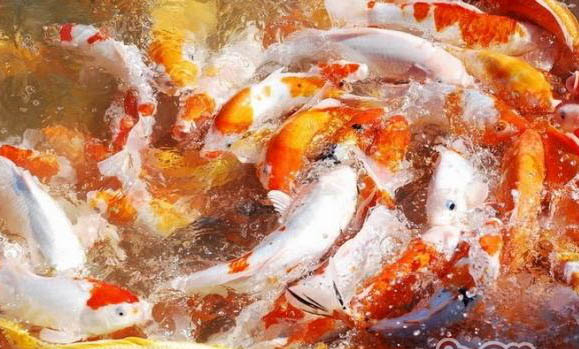 黃金錦鯉和什么魚混養(yǎng)好