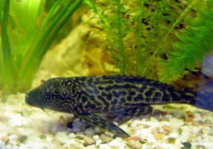 清道夫就吃魚屎嗎?