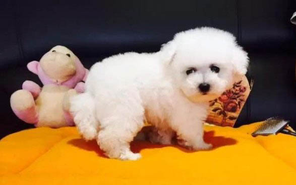 比熊犬和泰迪哪個好?