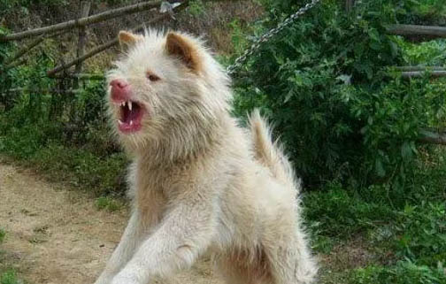下司犬長毛還是短毛兇