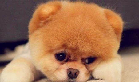 博美犬和泰迪哪個好