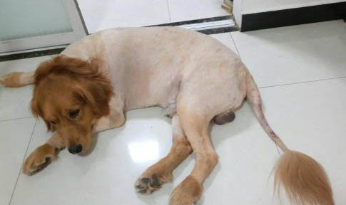 狗狗快生了嘔吐正常嗎