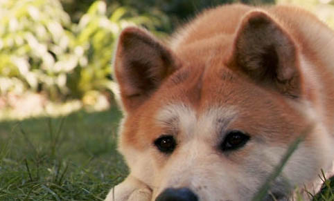 16個不可以養秋田犬的理由