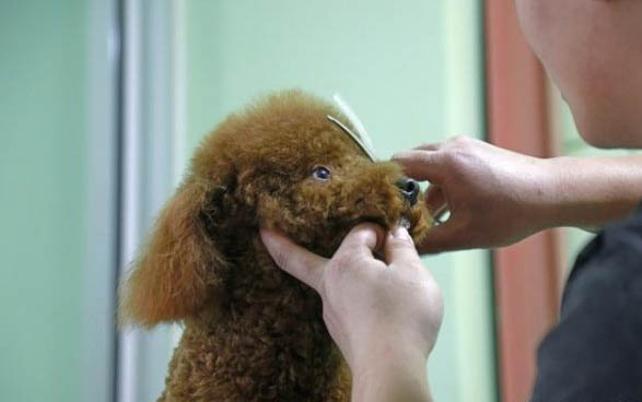 母泰迪狗茶杯犬的壽命有多長