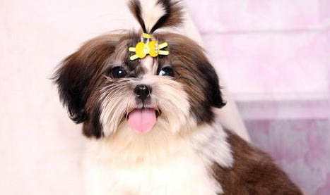 西施犬的智商相當(dāng)于幾歲