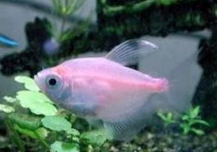 彩裙魚是染色的嗎