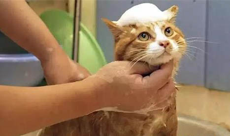 貓流了分泌物后多久生