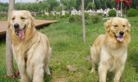 怎么辨別小金毛犬是不是純種