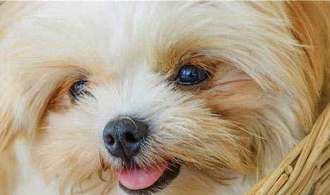 西施犬美容造型的準(zhǔn)備工作和設(shè)計(jì)方法