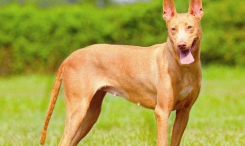 不列塔尼獵犬哪里有賣