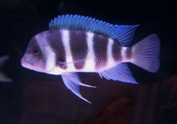魚尾巴有血絲有哪些原因