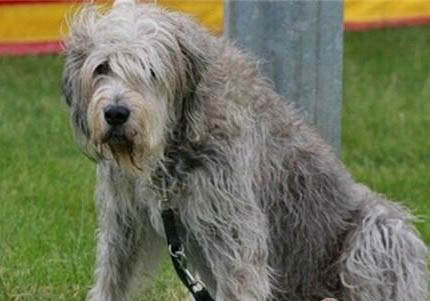 伊比贊獵犬吐黃粘液的原因及處理方法