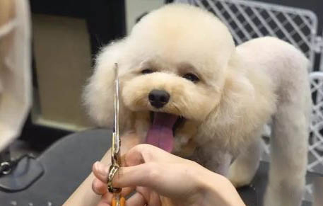 狗狗攜帶狂犬病毒能活多久?