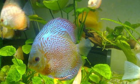 觀賞魚(yú)拒食的原因及處理方法