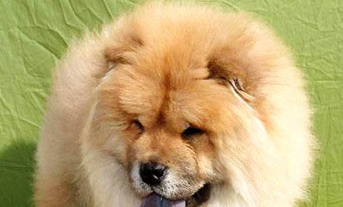 松獅犬皮膚病治療注意事項有哪些
