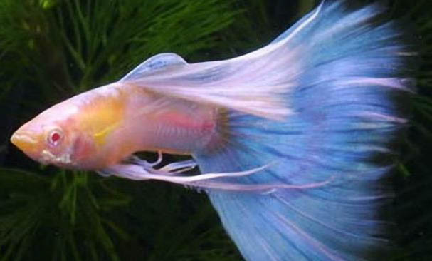 孔雀魚憋著不生是什么原因