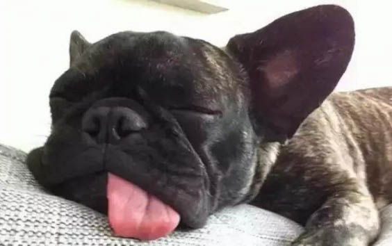怎么訓練法國斗牛犬不吃屎