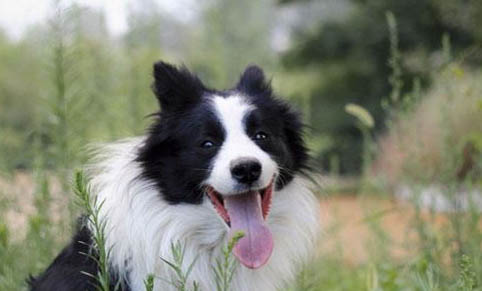 隕石邊境牧羊犬的價格是多少