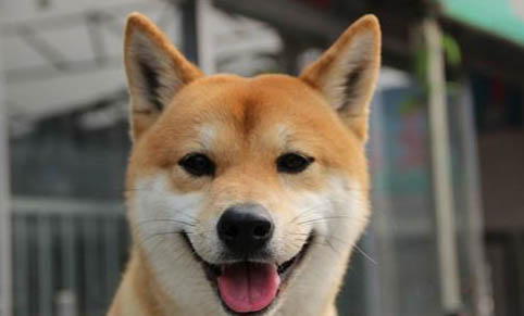 如何糾正狗狗兇主人?