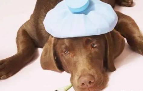 狗狗犬瘟多久能痊愈