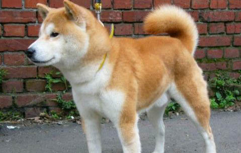 柴犬應該如何選擇狗糧呢