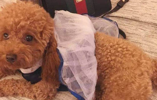 狗狗副流感怎么治療？