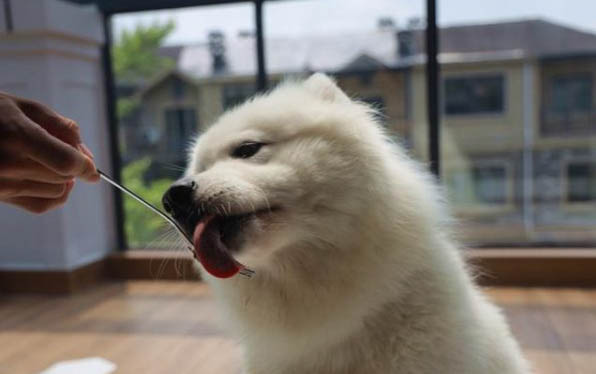 貓咪吃貓草吃多了會怎么樣