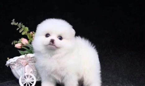 廣州買博美哪里有呢?