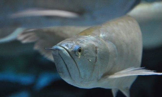 銀龍魚產卵的孵化過程