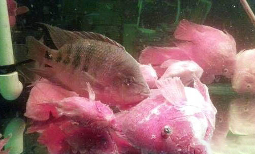 觀賞魚魚孢蟲病的治療方法