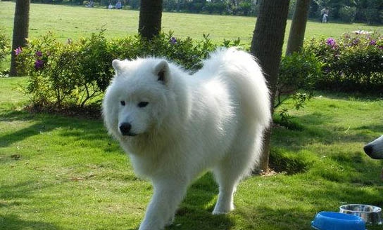 薩摩耶犬為什么突然不愛吃東西?