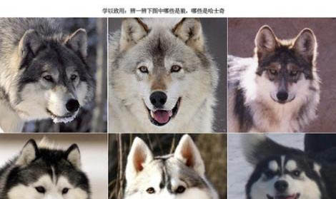如何選擇哈士奇標(biāo)準(zhǔn)