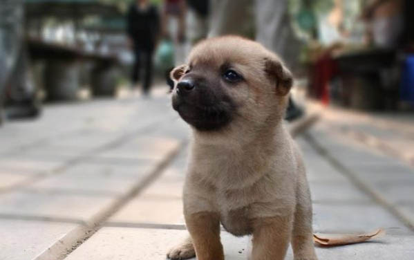 狗狗身上有蜱蟲能去除嗎?
