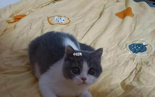 貓咪對主人有感情嗎
