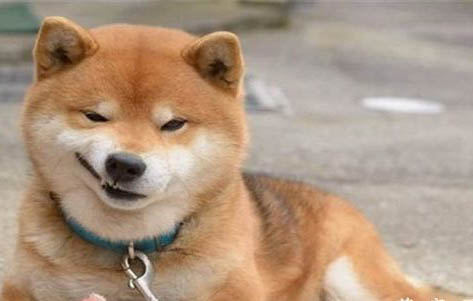 柴犬跟秋田犬的區別
