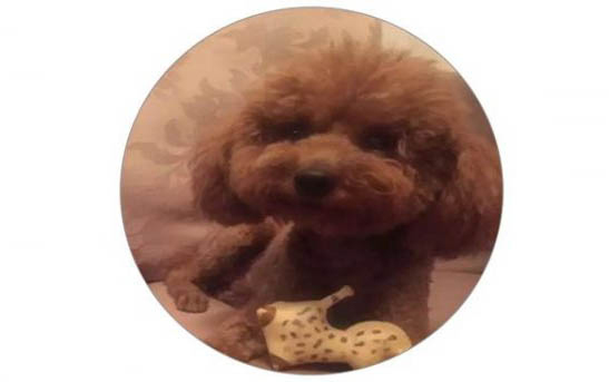 狗狗為什么會(huì)哼唧還發(fā)抖