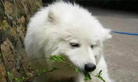 狗狗一般飯后多久吃益生菌?