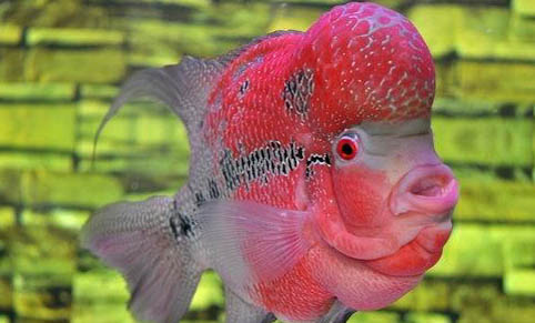1米2魚缸要多久換一次水