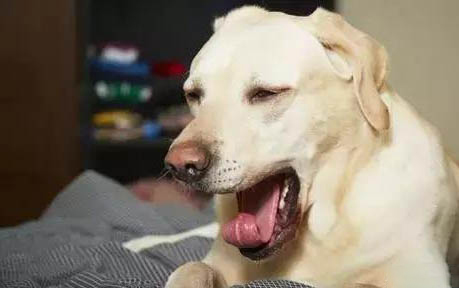 狗狗乳腺炎吃什么消炎藥