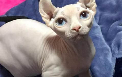 母貓產后有哪些注意事項?