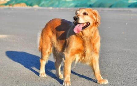 金毛犬配種最佳時間