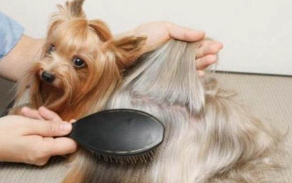 小型寵物犬的品種大全