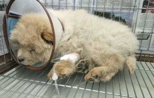 不會掉毛的狗狗有哪些